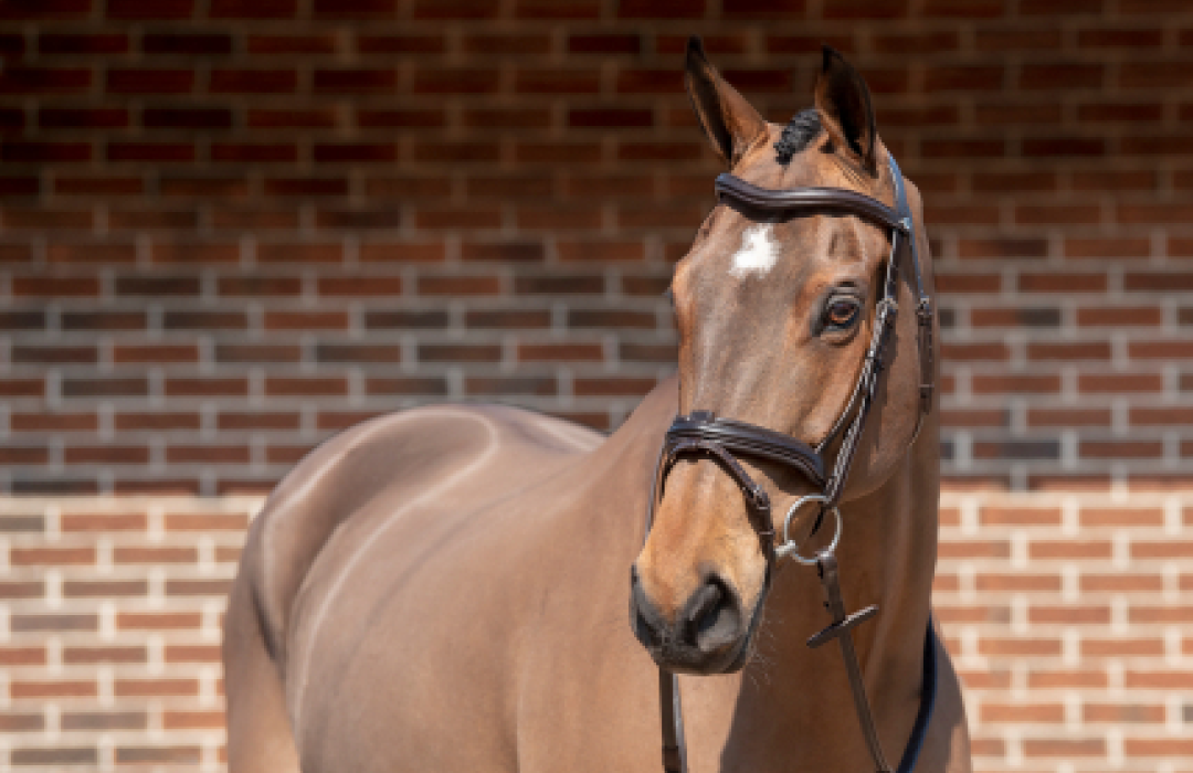 Henry James Bridle