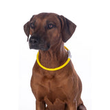 HKM Illuminated Collar For Dogs -Led- #colour_yellow