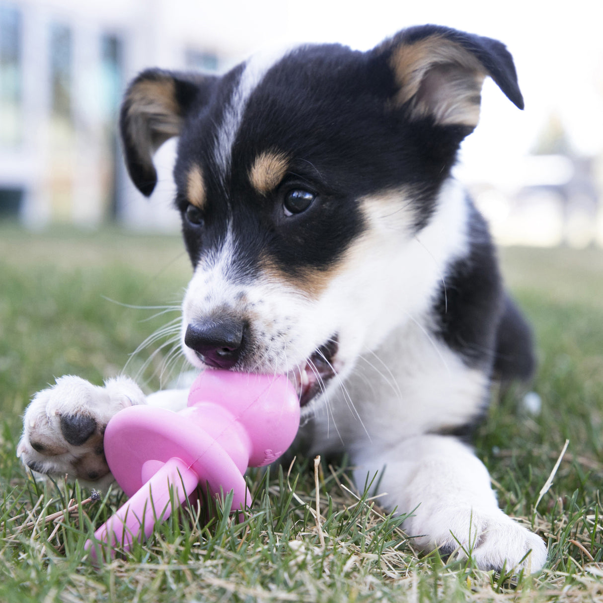 KONG Puppy Binkie #size_m