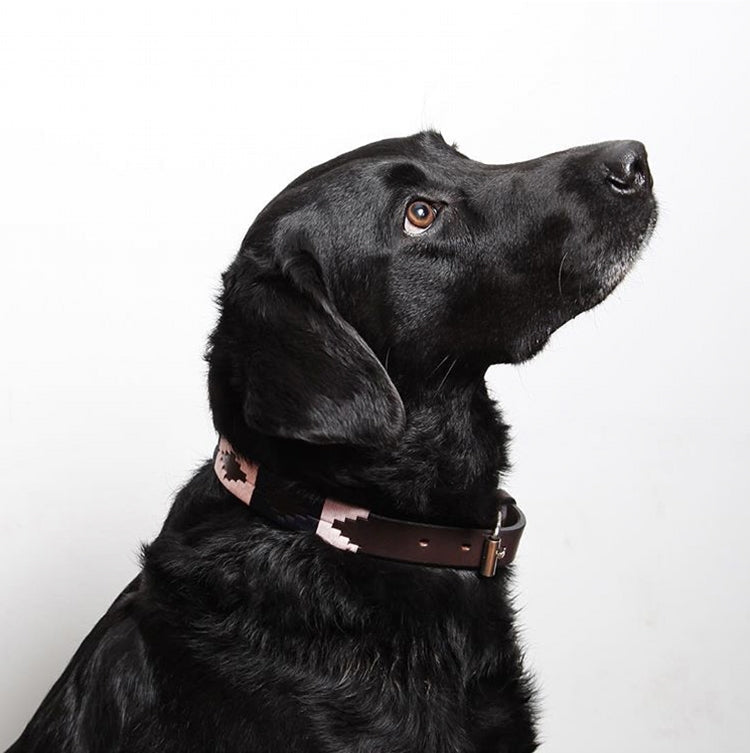 Pampeano Pampa Dog Collar #colour_hermoso
