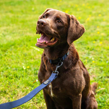 Mountain Paws Extra Tough Dog Collar #colour_navy