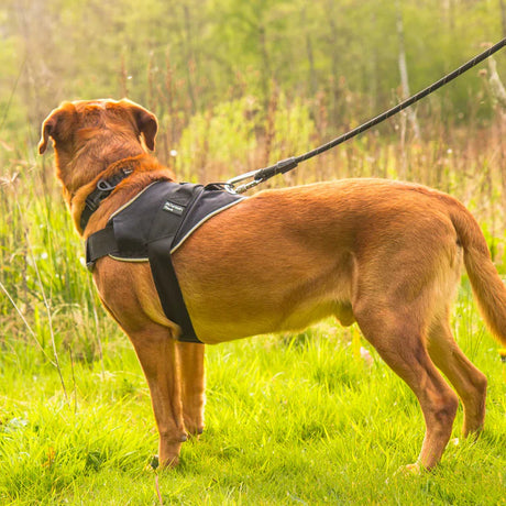 Mountain Paws Extra Tough Dog Harness #colour_black