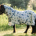 Horseware Ireland Amigo Petite Bug Rug #colour_dragonfly-print-silver-blue-sage