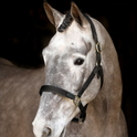 Mackey Safety Headcollar #colour_black