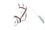 Equipe Patent Detail Flash Bridle #colour_red-brown