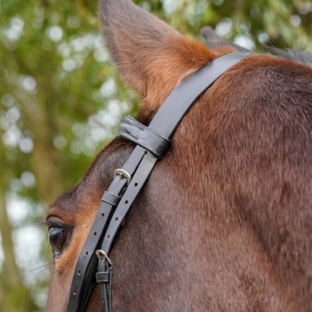 GS Equestrian Padded Flash Bridle