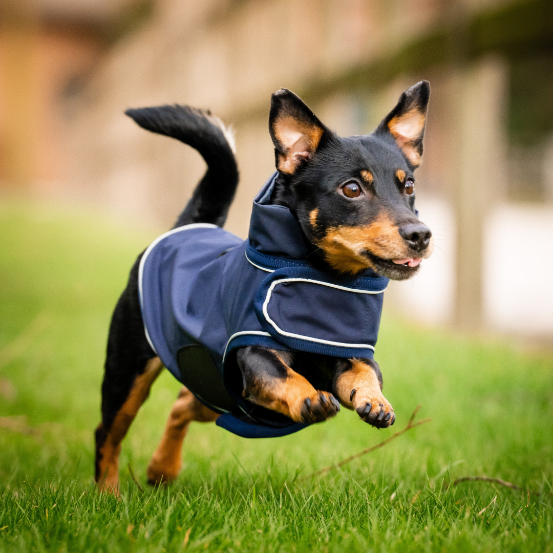 Horseware Signature Dog Rain Coat