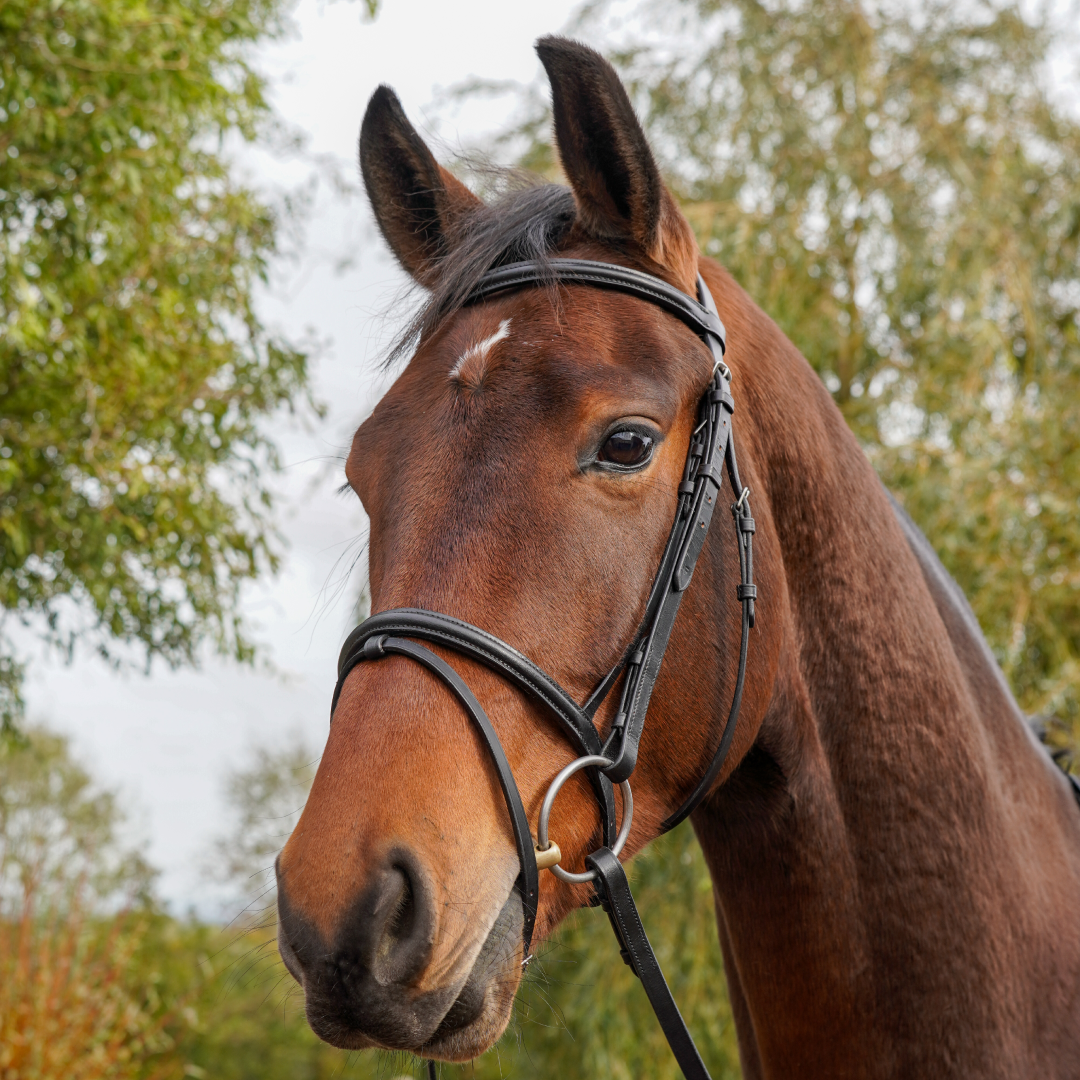 GS Equestrian Economical Flash Bridle
