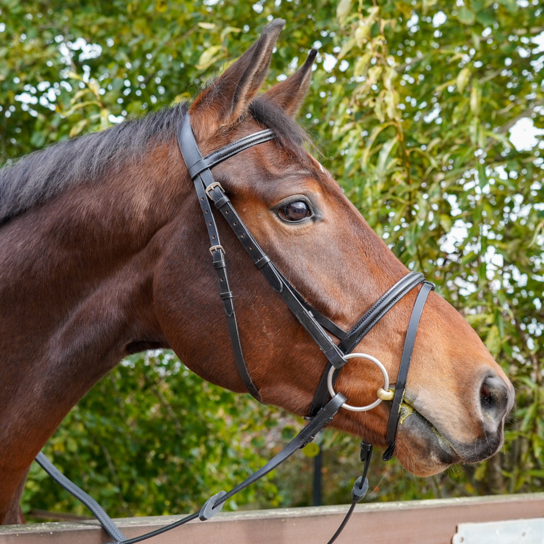 GS Equestrian Economical Flash Bridle