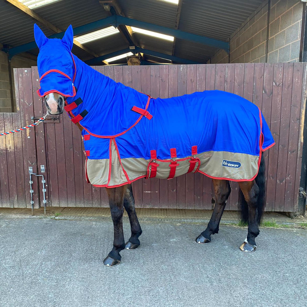Whitaker Airton Fly Rug #colour_blue-beige