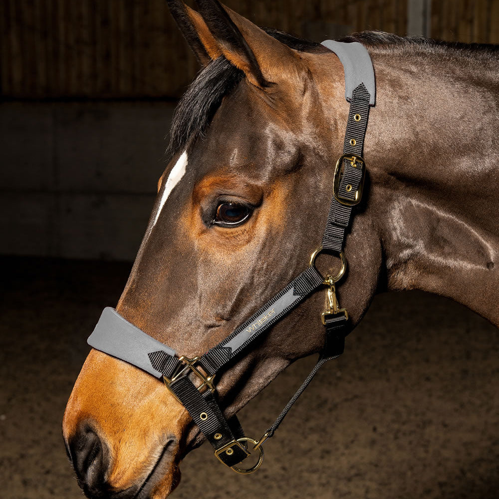 Whitaker Harewood Headcollar #colour_grey