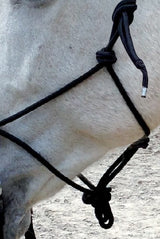 Norton Ethological Headcollar With Reins #colour_black