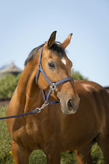Equitheme Glitter Halter Lead Rope