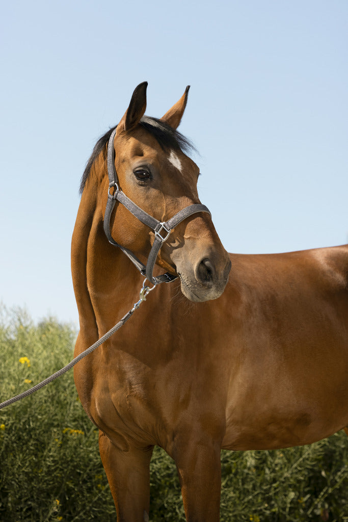 Equitheme Glitter Halter Lead Rope