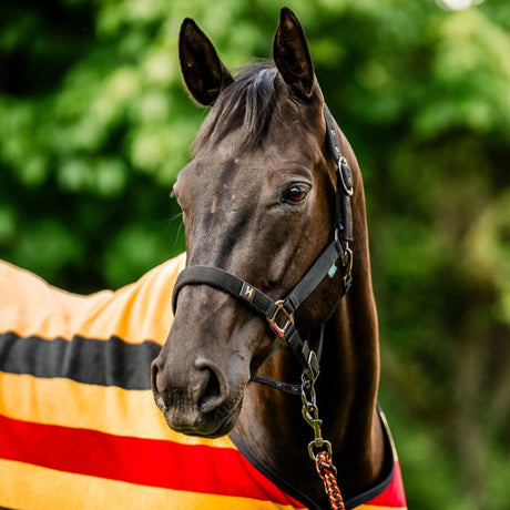 Horseware Ireland Newmarket Headcollar & Leadrope #colour_whitney-gold