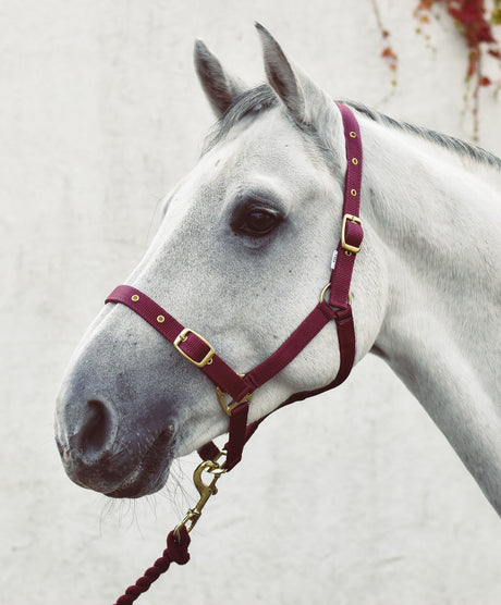 Mackey Economy Webbing Headcollar #colour_burgundy