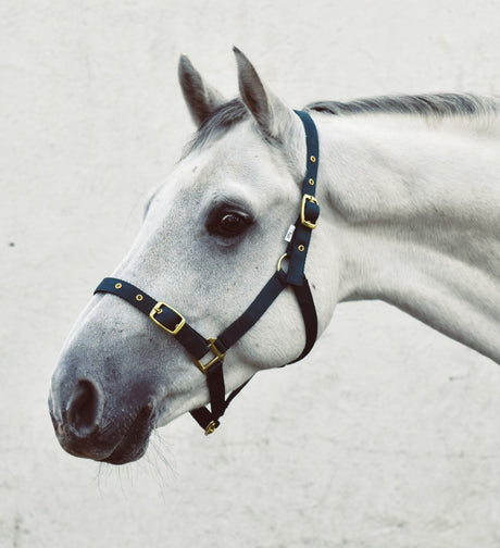 Mackey Economy Webbing Headcollar #colour_green