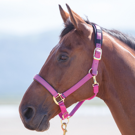 Shires Topaz Nylon Headcollar #colour_raspberry