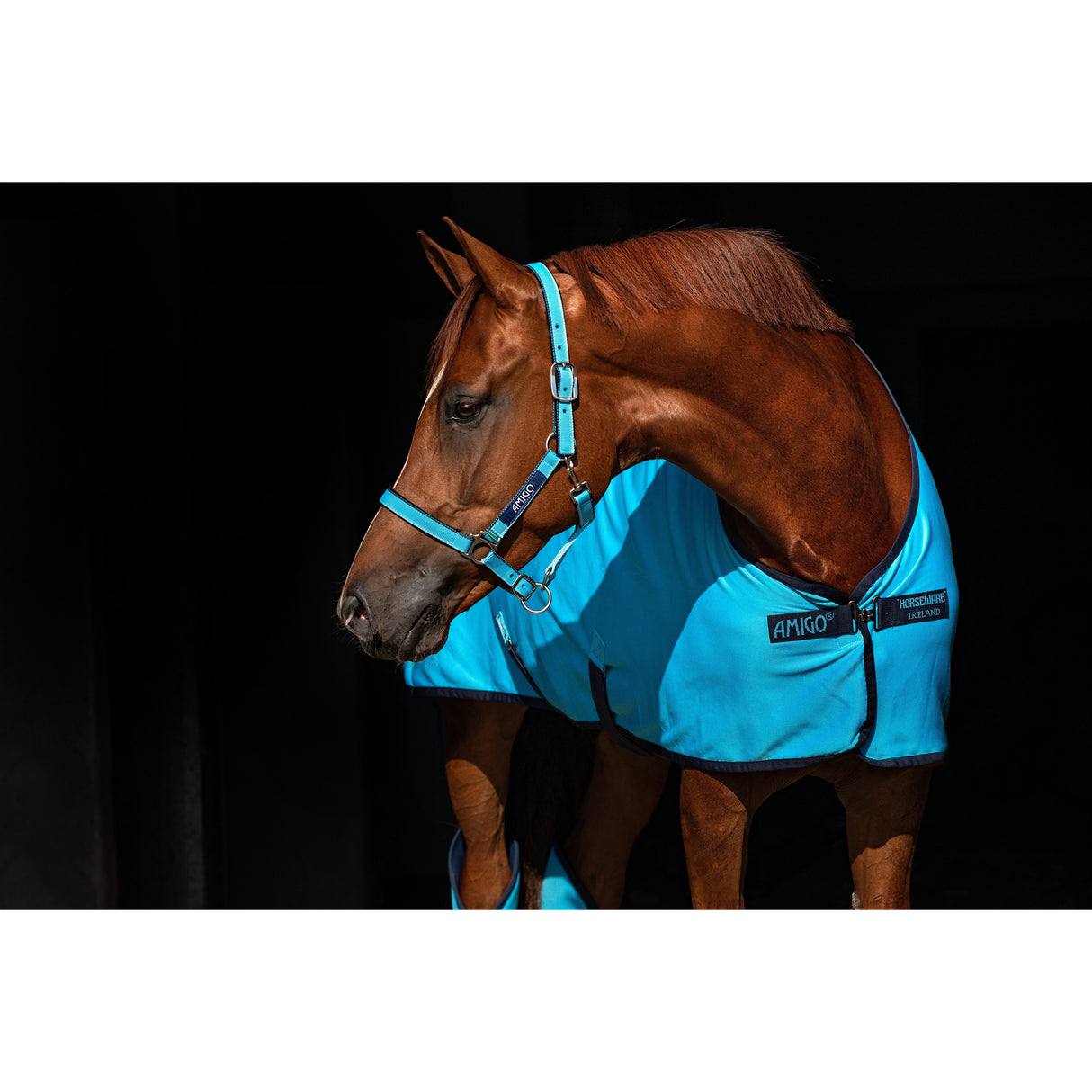 Horseware Ireland Amigo Headcollar