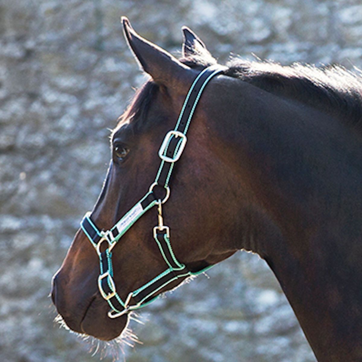 Horseware Ireland Amigo Headcollar