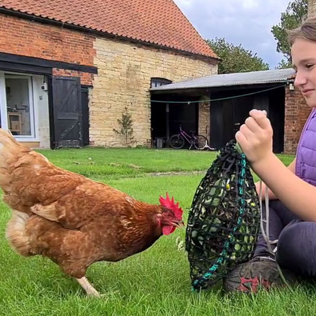 Trickle Net Chirpy Chook Meadow Net