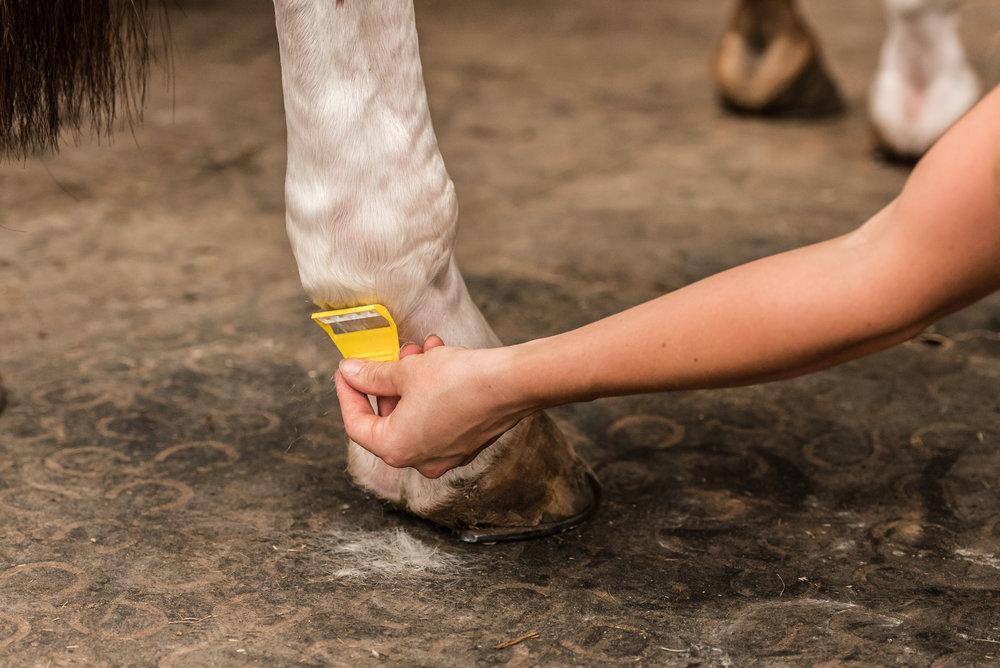 Smart Grooming Equi-Shave