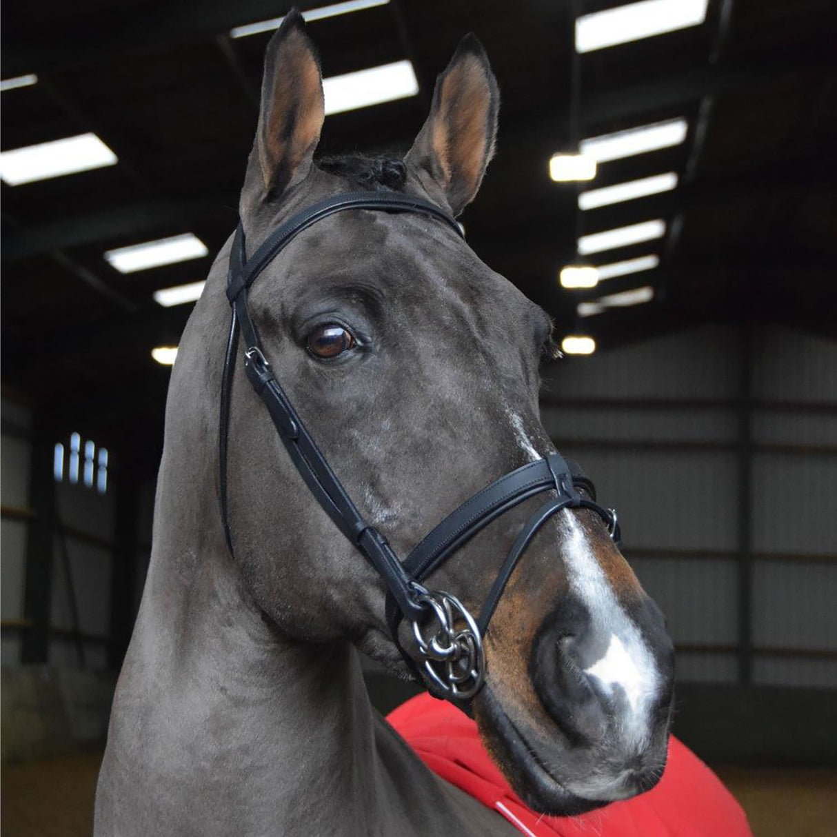 Whitaker Ready To Ride Snaffle Bridle #colour_black