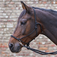 Waldhausen Knotted Halter With Reins #colour_black