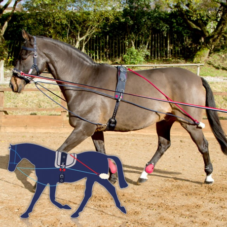 John Whitaker Training System